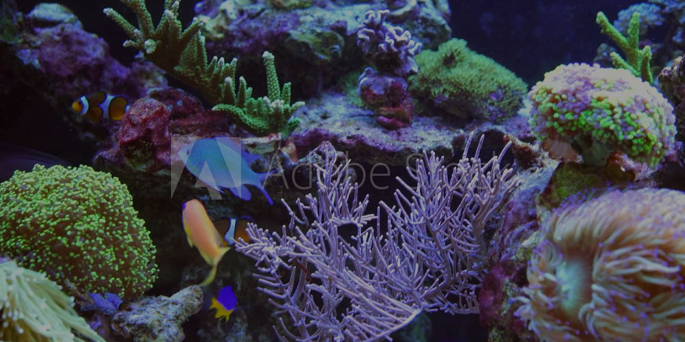 Underwater coral reef with various marine life forms, including fish.